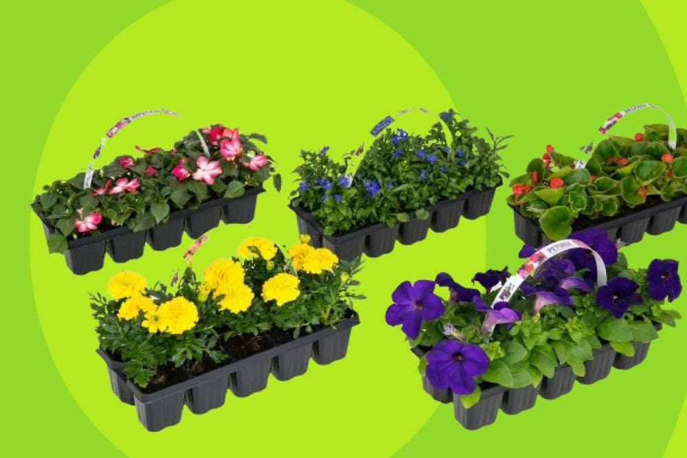 Plantes annuelles variées à 3,99€ au lieu de 4,99€ du 12 au 28 avril