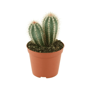 Photo du produit Cactus